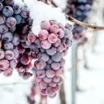 Neige sur la vigne : quel impact réel du froid sur la santé et la croissance des plants ?