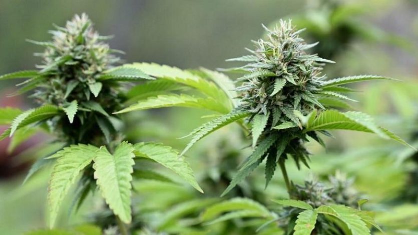 Filière chanvre : les promesses politiques à l’épreuve de la réalité économique