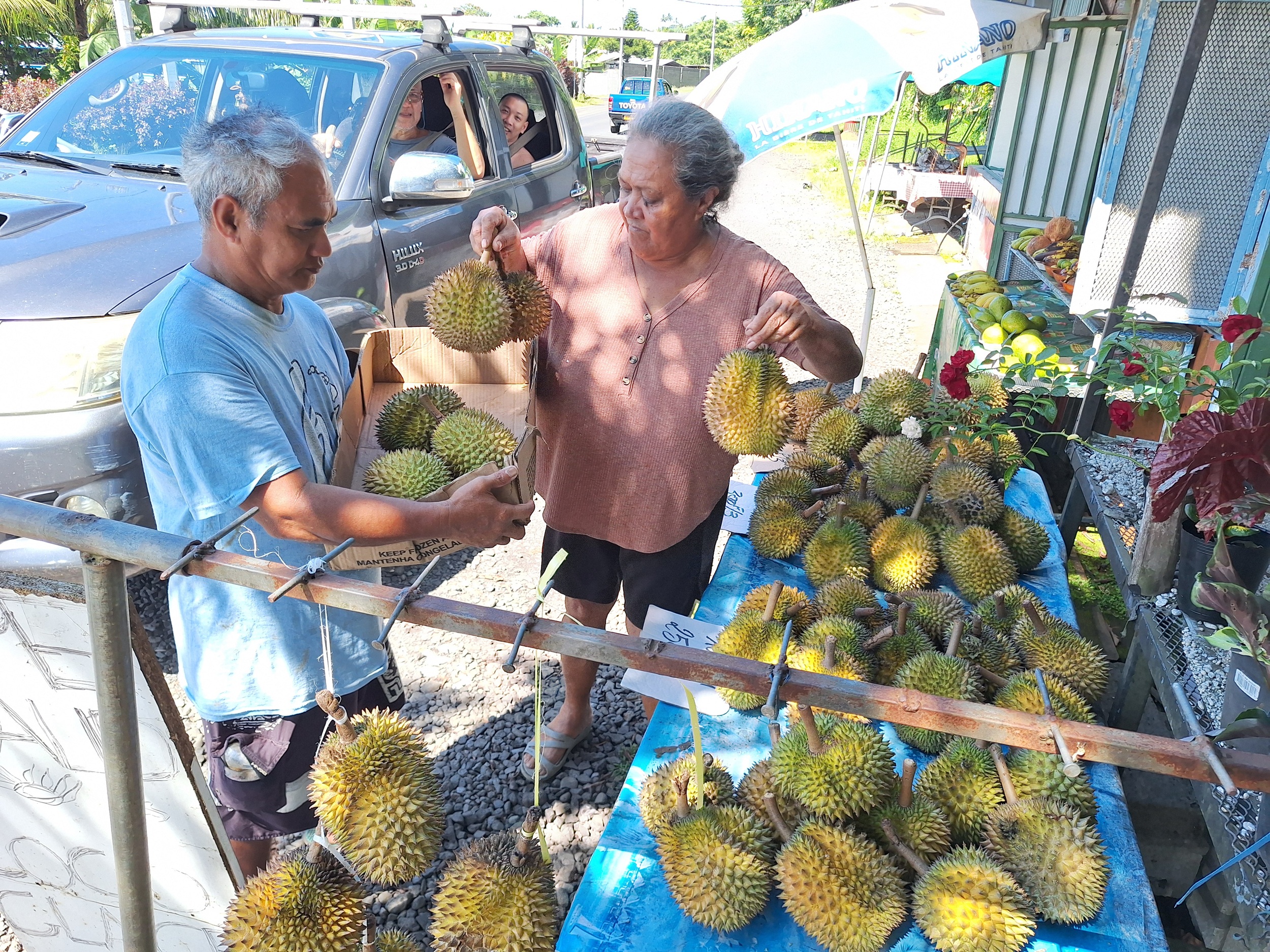 Les durians, un fruit rare et prisé, font leur retour à Papeari