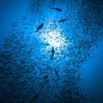 Le traité sur la haute mer entre en vigueur : protéger les océans, c'est se protéger soi-même