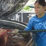 De la cueillette à la culture : les algues, l'or vert de la Polynésie