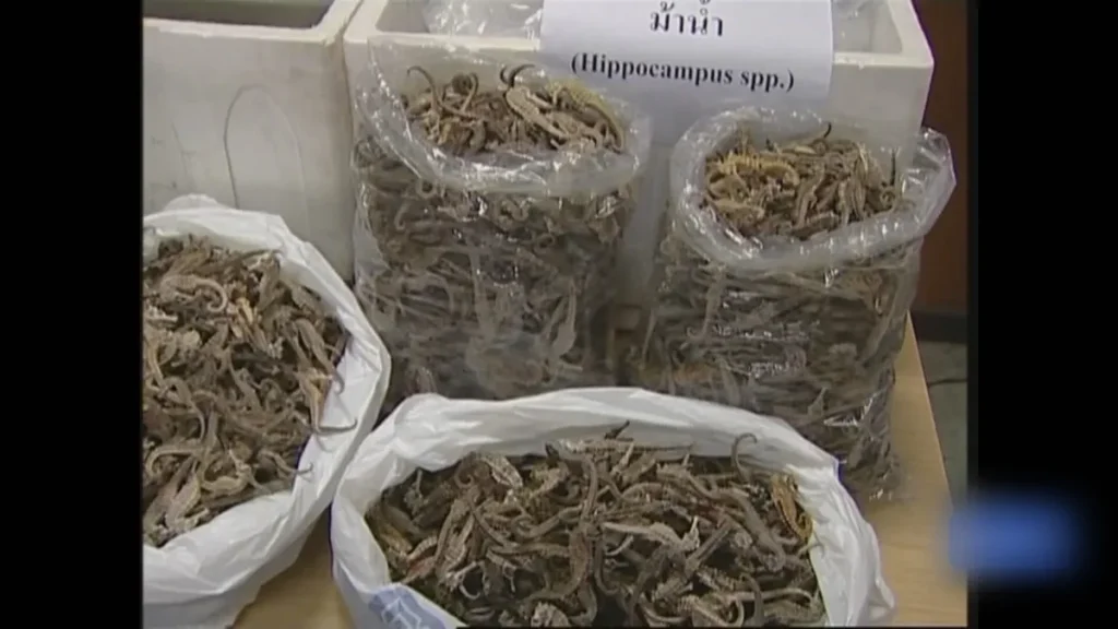 Australie : La pêche illégale met en danger les hippocampes