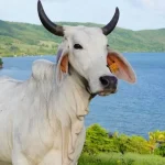 Biguine, la vache martiniquaise égérie du Salon de l’Agriculture 2026, absente du rendez-vous