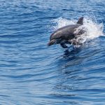 Cétacés : L'Association Recherche Insulaire CARI dévoile ses nouvelles initiatives