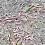 Des quantités importantes de krill découvertes sur la plage de Hakahau à Ua Pou