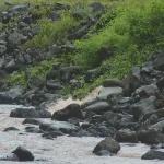 Eau salie par des déjections d'animaux : grosse inquiétude dans la vallée de Tefaaiti à Maha'ena