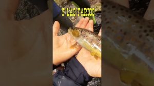 Fermeture Truite 2025 : Émotions au rendez-vous pour les jeunes !