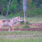 La chasse au loup débute en Finlande, soulevant des enjeux juridiques importants