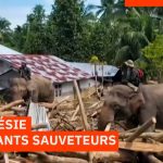 Indonésie : Élément clé, des éléphants secourent les sinistrés
