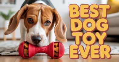 KONG Classic : Jouet pour chien résistant avec distributeur de friandises