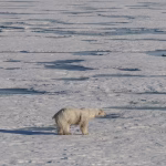 L'Arctique enregistre sa pire année en raison du changement climatique