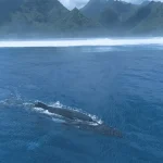 Du bleu plein les yeux : la Polynésie fait toujours rêver au salon de la plongée de Paris