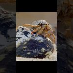 La crise du logement des bernard-l'ermite