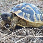 Conservatoire d'espaces naturels Corse