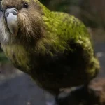 Le kakapo, perroquet de Nouvelle-Zélande en danger, recommence à se reproduire après 4 ans