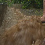 Leptospirose : une année 2025 marquée par des formes plus graves en Polynésie