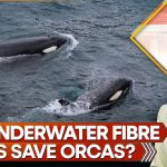 Les câbles sous-marins peuvent-ils sauver les orques ?