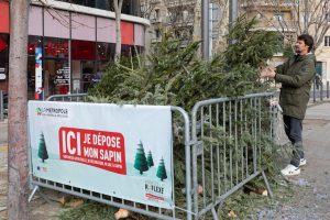 La Métropole Aix-Marseille-Provence recycle les sapins de Noël pour une seconde vie