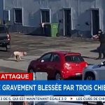 Montréal : une femme gravement blessée par trois chiens