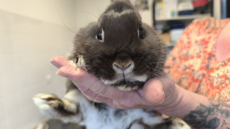 « Les gens les abandonnent n’importe où » : après les chiens et chats, la SPA débordée par les lapins et volailles