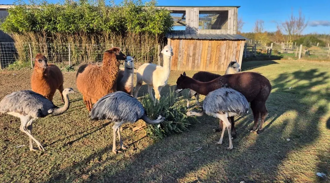 Récolte annuelle des sapins de Noël au parc animalier d’Écouves, une tradition locale