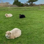 Un husky attaque deux moutons sur une propriété en Finistère : « Il faut que les chiens »