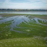 Algues vertes : les associations saluent la décision de la Cour de cassation dans l’affaire