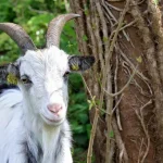 200 chèvres meurent dans un incendie en Maine-et-Loire, les bâtiments complètement détruits