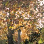 Bulletin climatique parisien : un automne 2025 riche en contrastes