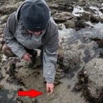 Pêche à pied : une richesse hivernale à découvrir !