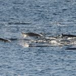 Mouvées de phoques du Groenland observées avant l'arrivée des rorquals bleus en direct
