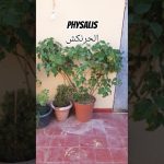 Physalis : Résilience après les canicules d'été 2025