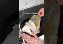 Préparer la raie : astuces et recettes savoureuses