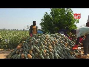 Récolte abondante d'ananas à la Ferme Djoda au Burkina