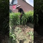 Récolte du gingembre : un trésor de la nature 🫚