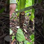 Récolte en milieu rural : Vie agricole et nature