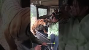 Rencontre Éblouissante : Un Tigre Face à une Touriste