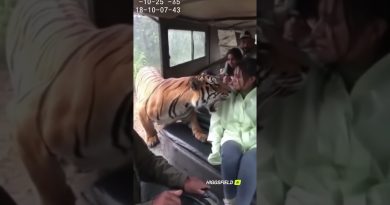 Rencontre Éblouissante : Un Tigre Face à une Touriste