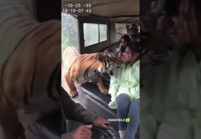 Rencontre Éblouissante : Un Tigre Face à une Touriste