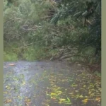 Vigilance orange sur l'archipel de la Société : chutes d'arbres sur routes et habitations.