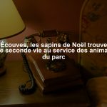 À Écouves, les sapins de Noël trouvent une seconde vie au service des animaux du parc