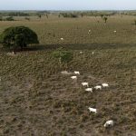 Déforestation et fragilisation des écosystèmes : les défenseurs de l'environnement s'inquiètent de l'accord Mercosur