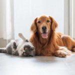 Animaux : ce qu'il faut savoir pour assurer vos boules de poil avec La Poste, dans le Loiret