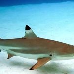 Un enfant de 7 ans mordu par un requin au mollet aux Marquises