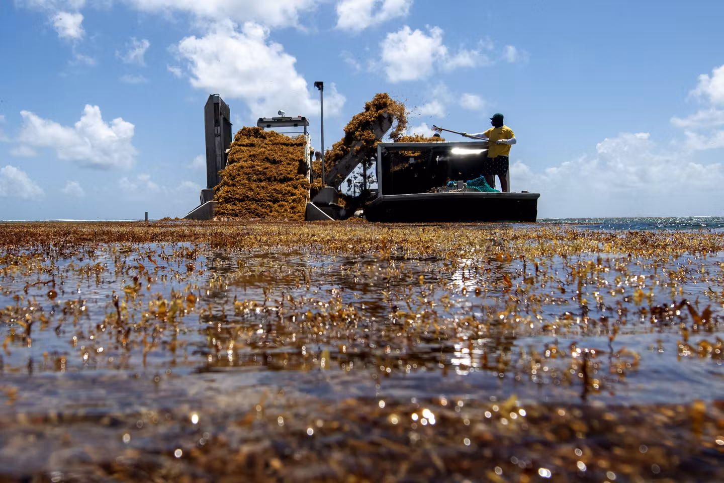 Aux Antilles, l’invasion des sargasses menace mangroves et herbiers marins, bouleversant l’écosystème