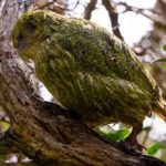 Nouvelle-Zélande : le kakapo, perroquet en danger, recommence à se reproduire après 4 ans