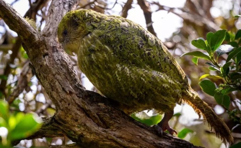 Nouvelle-Zélande : le kakapo, perroquet menacé, reprend sa reproduction après quatre ans d'absence