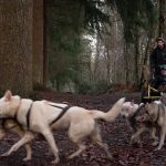 "Je n'aurais jamais pensé courir un jour avec un chien de traîneau." Ce musher normand participe avec ses huskies à la Grande Odyssée