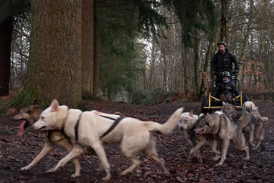 Un musher normand et ses huskies participent à la Grande Odyssée, course de chiens de traîneau