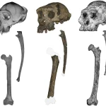 Ce fossile ancien pourrait réécrire l'histoire des origines humaines
